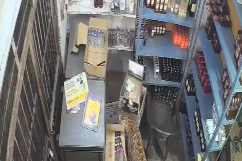 Officials say the leopard was first seen hiding in bushes on the outskirts of town