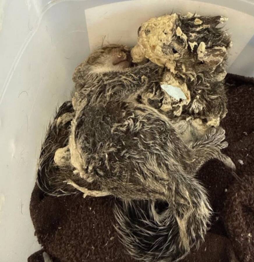 Rescuer frees wild babies frozen in spray foam — and finally sees their faces