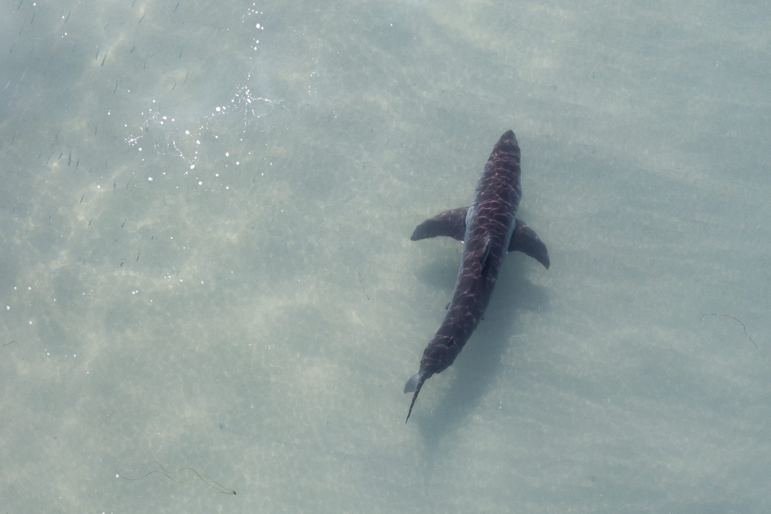 Young great white shark pings off Canada's coast as he heads to summer feeding grounds