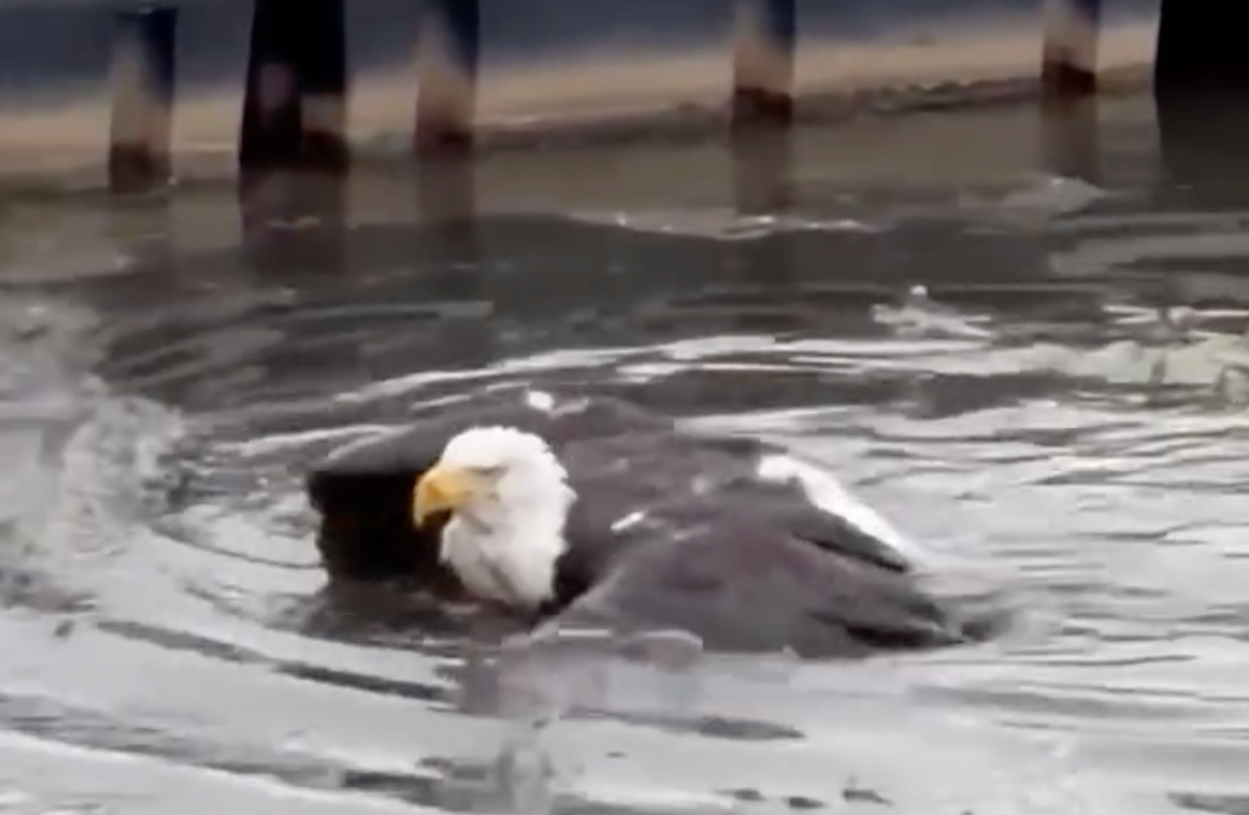 Jackie swimming before being rescued.