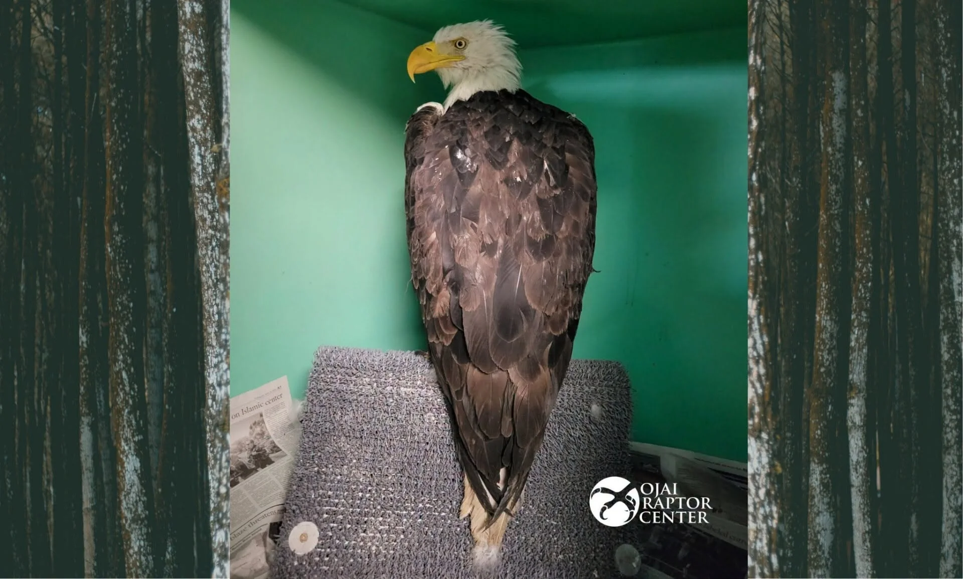 Jackie the bald eagle in care at Ojai Raptor Center