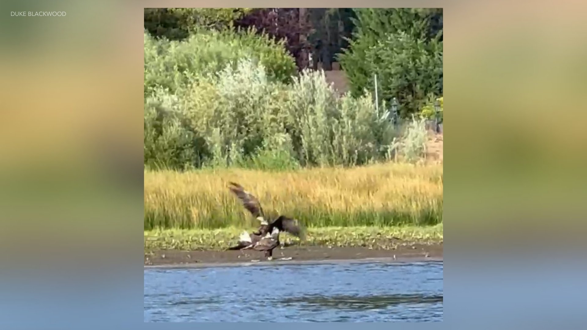 Jackie in fight with 2 other bald eagles
