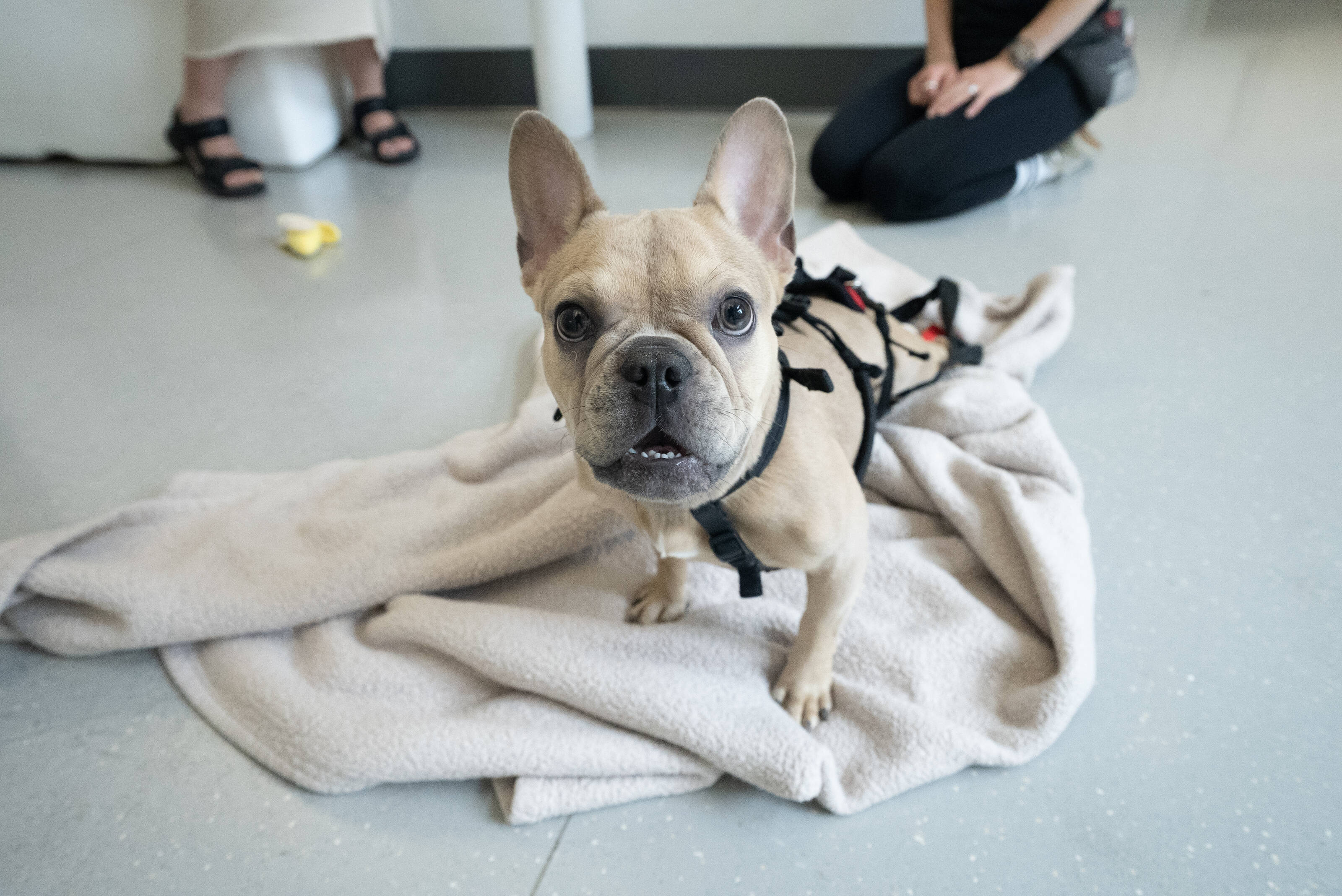 These adoptable pups found their perfect diet — now they need their perfect home