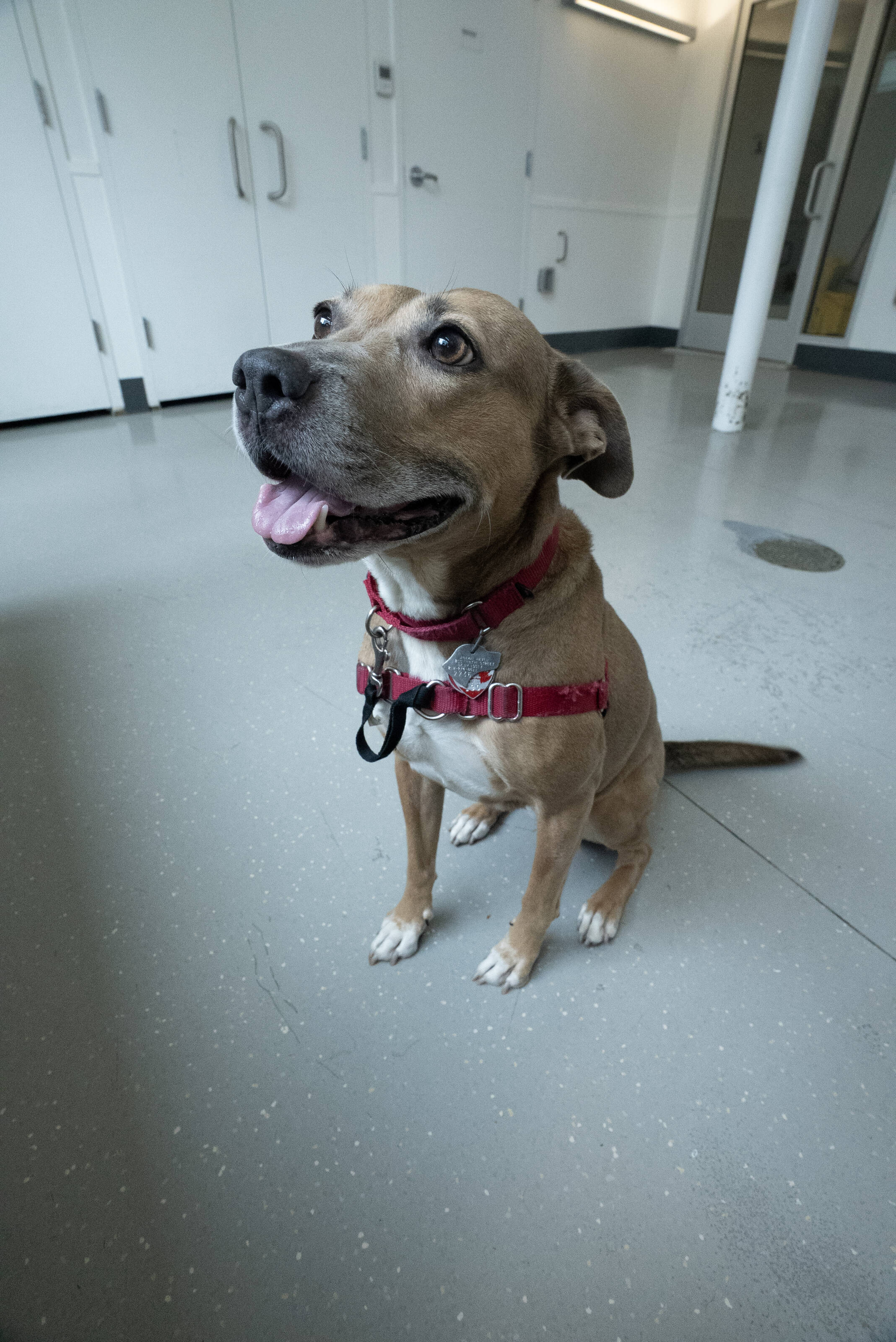 These Adoptable Pups Found Their Perfect Diet — Now They Need Their Perfect Home
