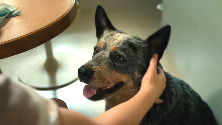 Starbuck the dog in The End of Oak Street