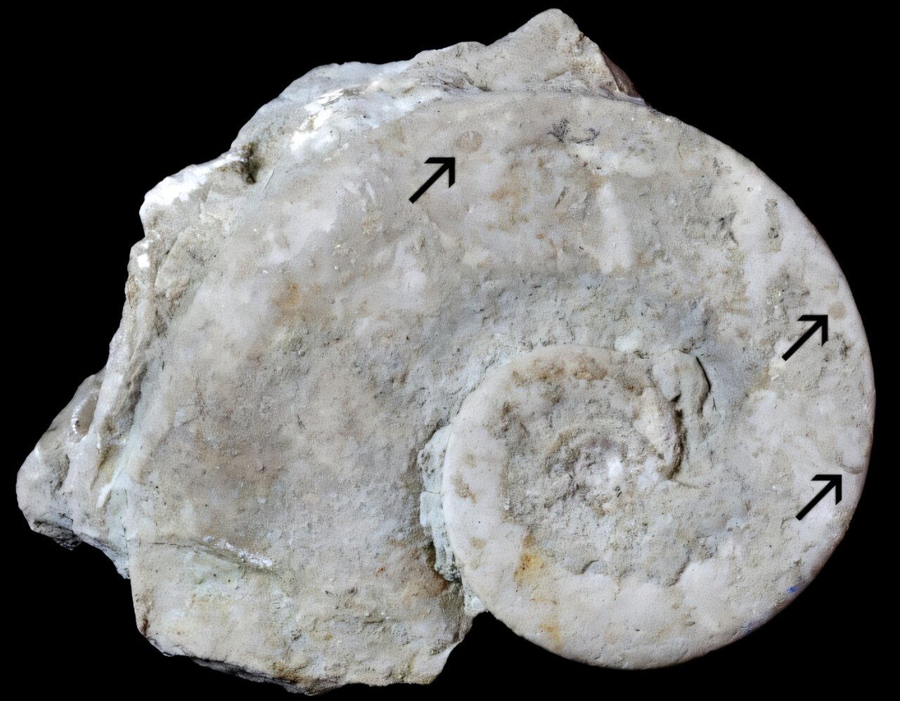 Marine animals first colonized empty seashells about 470 million years ago