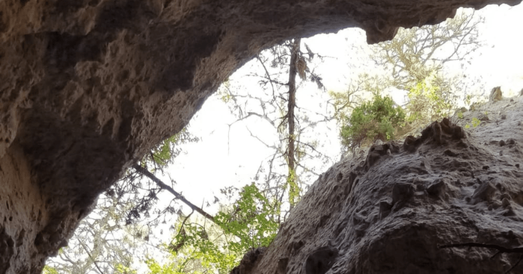 View looking up from a cave opening toward pine trees at Devil's Den, Nebraska.