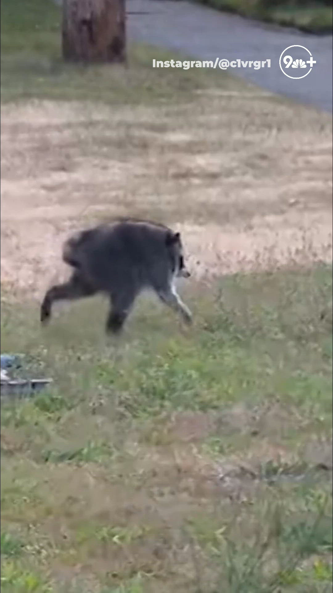 Jimothy the raccoon: The internet's viral sensation