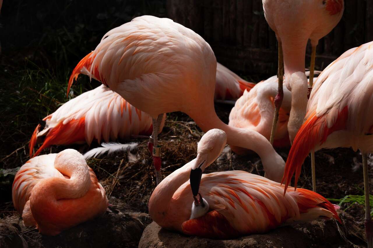 S.F. Zoo has an adorable fluffy newborn attraction - and more may be on the way