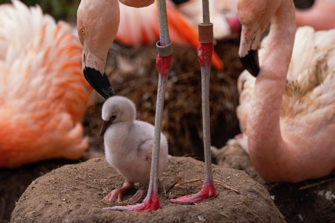 SF Zoo has an adorable fluffy newborn attraction - and more may be on the way