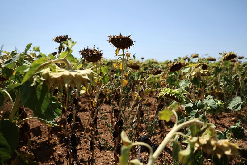 A drought-stricken sunflower field in Vendee Department