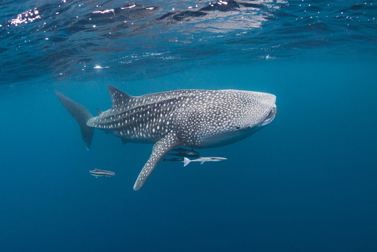 Swim along with the largest fish in the sea as they show off never-before-seen ways of snacking on plankton