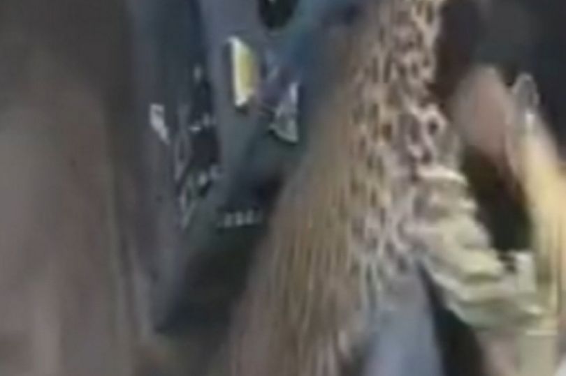 Surveillance footage shows the leopard entering the store