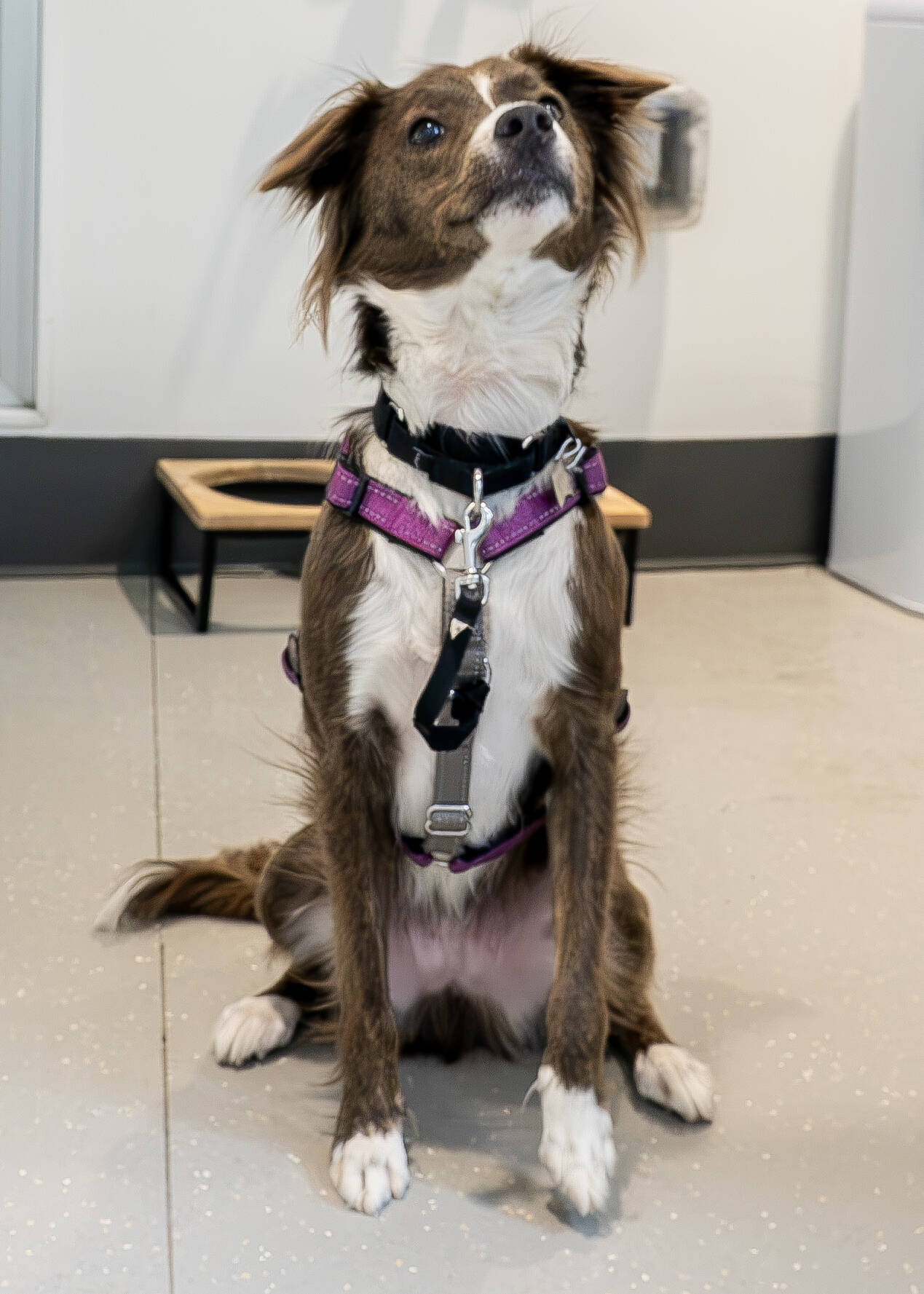 These Adoptable Pups Found Their Perfect Diet — Now They Need Their Perfect Home