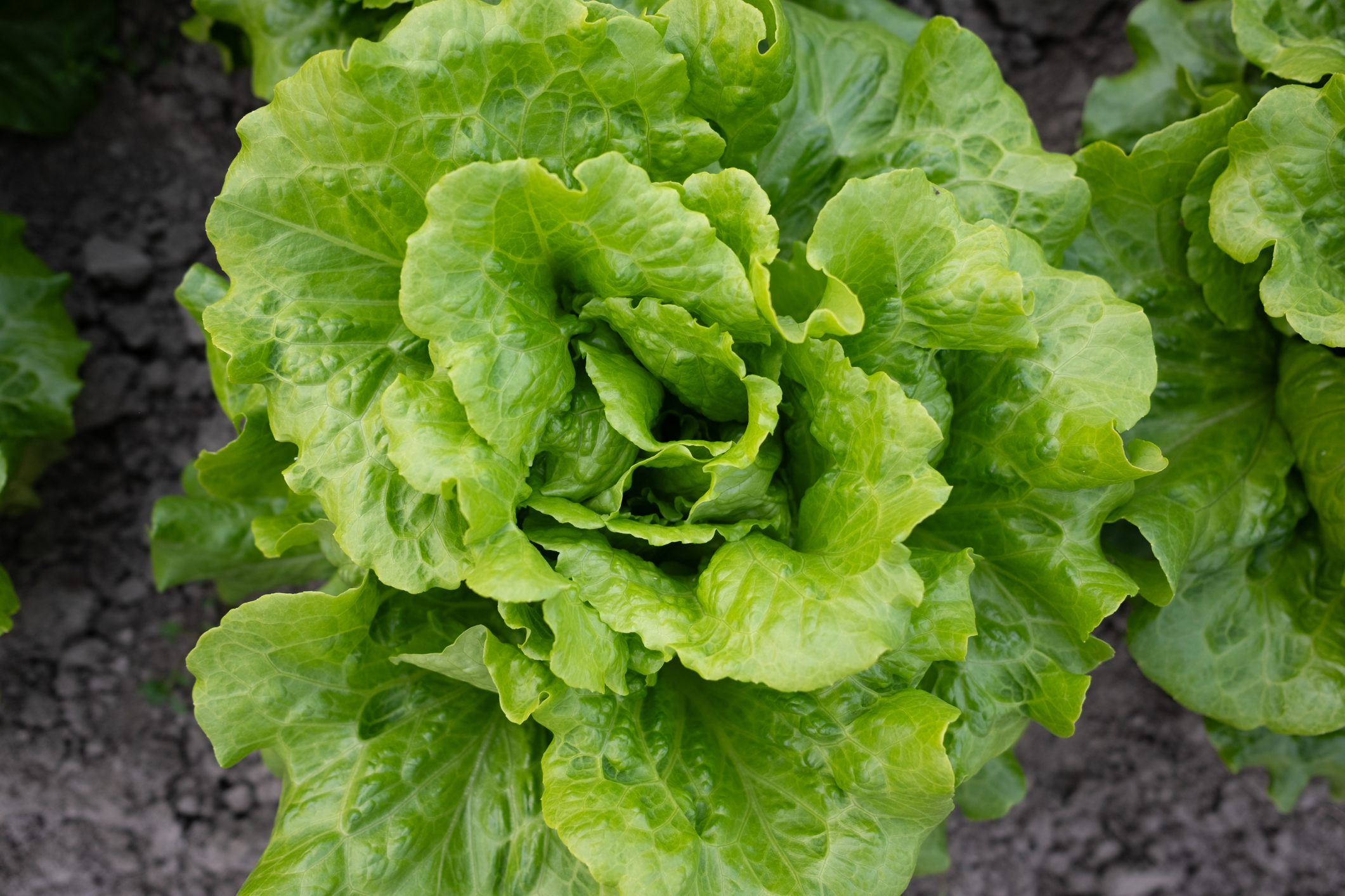 What food safety experts are eating during the cyclospora outbreak