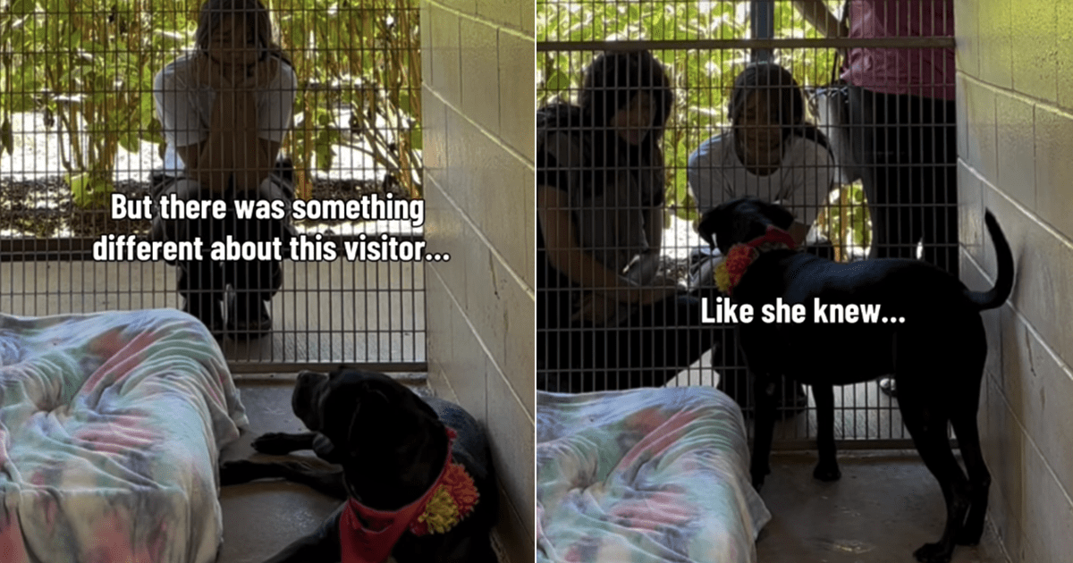 Shelter dog thought human was just passing by, unaware that her life was about to change