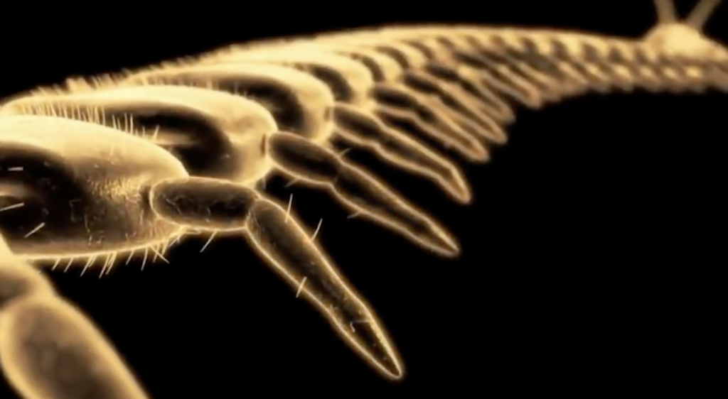 Why a Giant Centipede Bite Is Every Hiker’s Nightmare