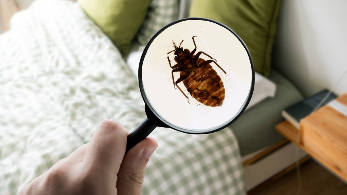 Chicago has the worst bed bug problem in America