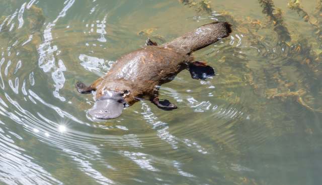 Rare footage shows a platypus male shadowing a female through an Australian creek