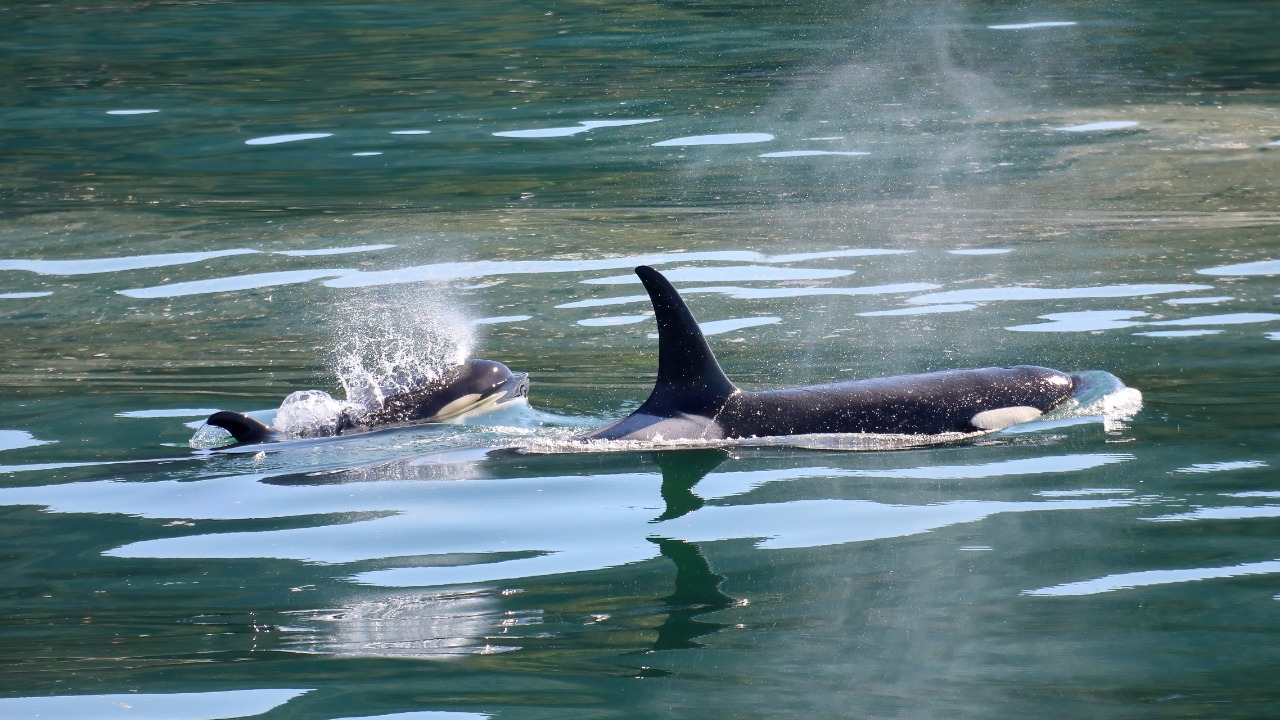 A trio of unknown killer whales has slipped into the Salish Sea, and no one knows their origin