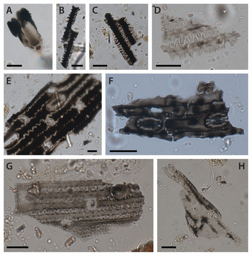 Magical reasons ancient indigenous Australians burned grass revealed