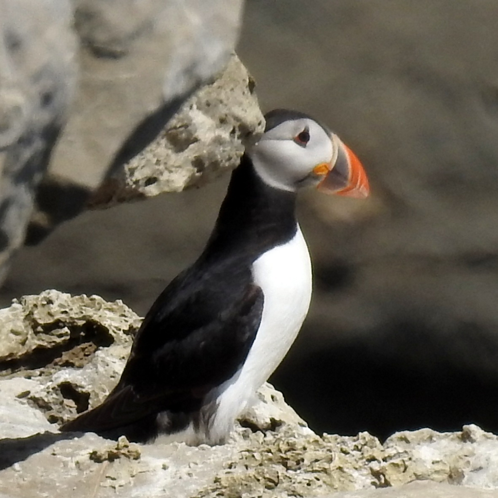 First puffin chick spotted in over 30 years at shore
