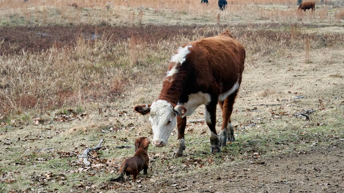 Little dachshund gives a big cow kisses 'like a hot dog licking a hamburger'
