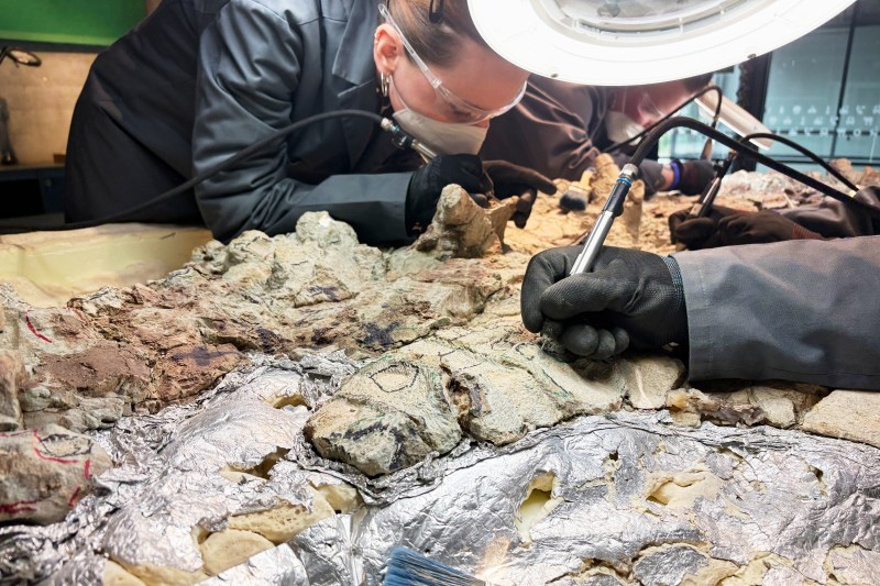 A skeleton of a mastodonsaurus, a huge amphibian that walked the Earth 240 million years ago, is cleaned at the Copernicus Science Center in Warsaw, Poland, Tuesday, July 21, 2026. (AP Photo/Claudia Ciobanu)