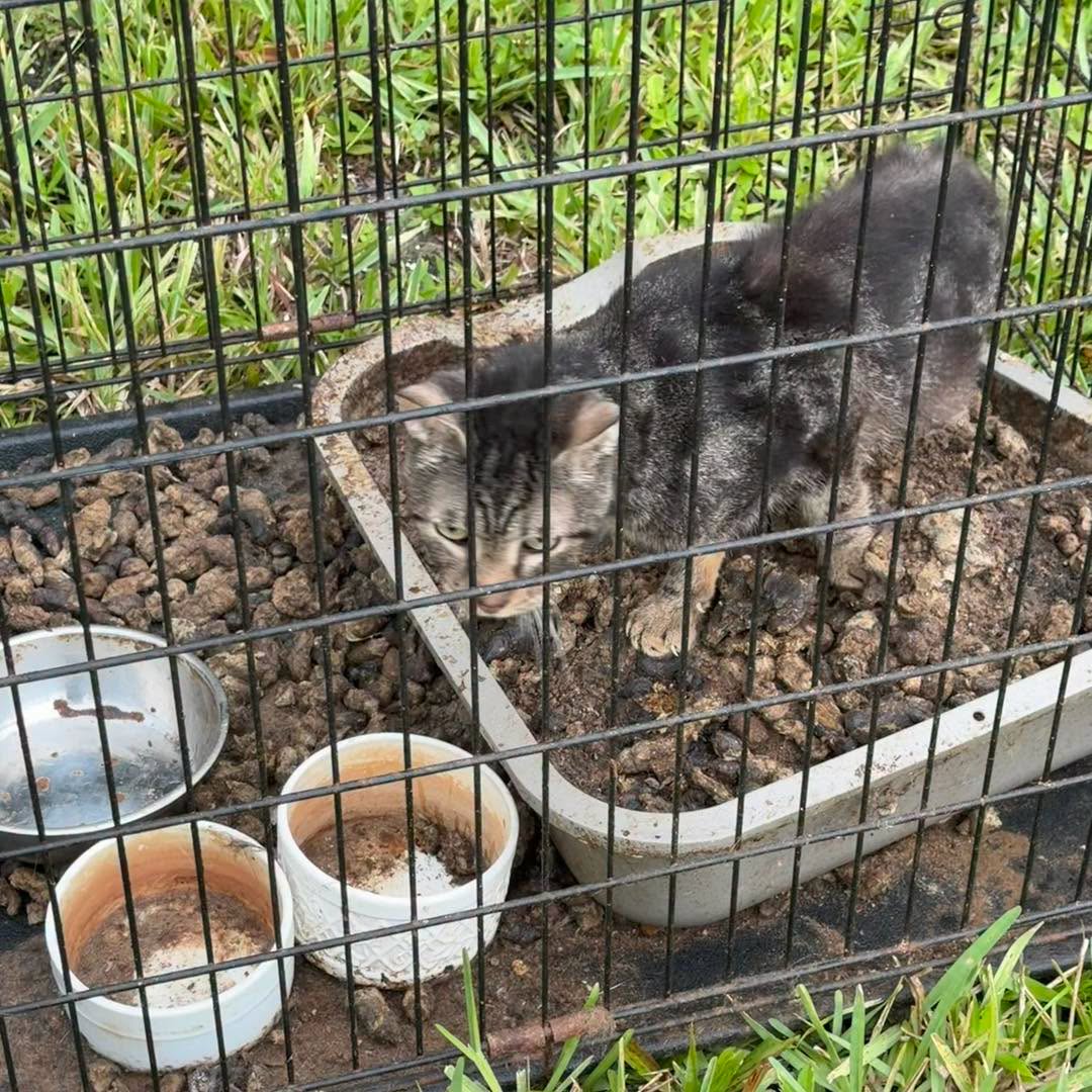 Gail Giustino, a 77-year-old mail carrier from Stuart, Florida, was charged with animal cruelty (Martin County Sheriff's Office)