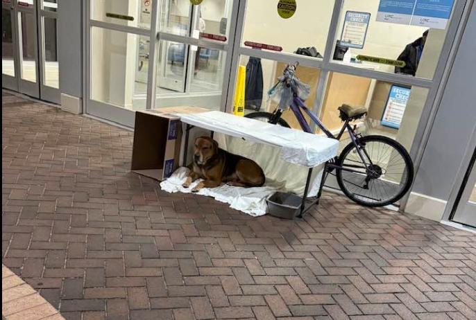 Rocky Mount rallies behind dog after owner's death