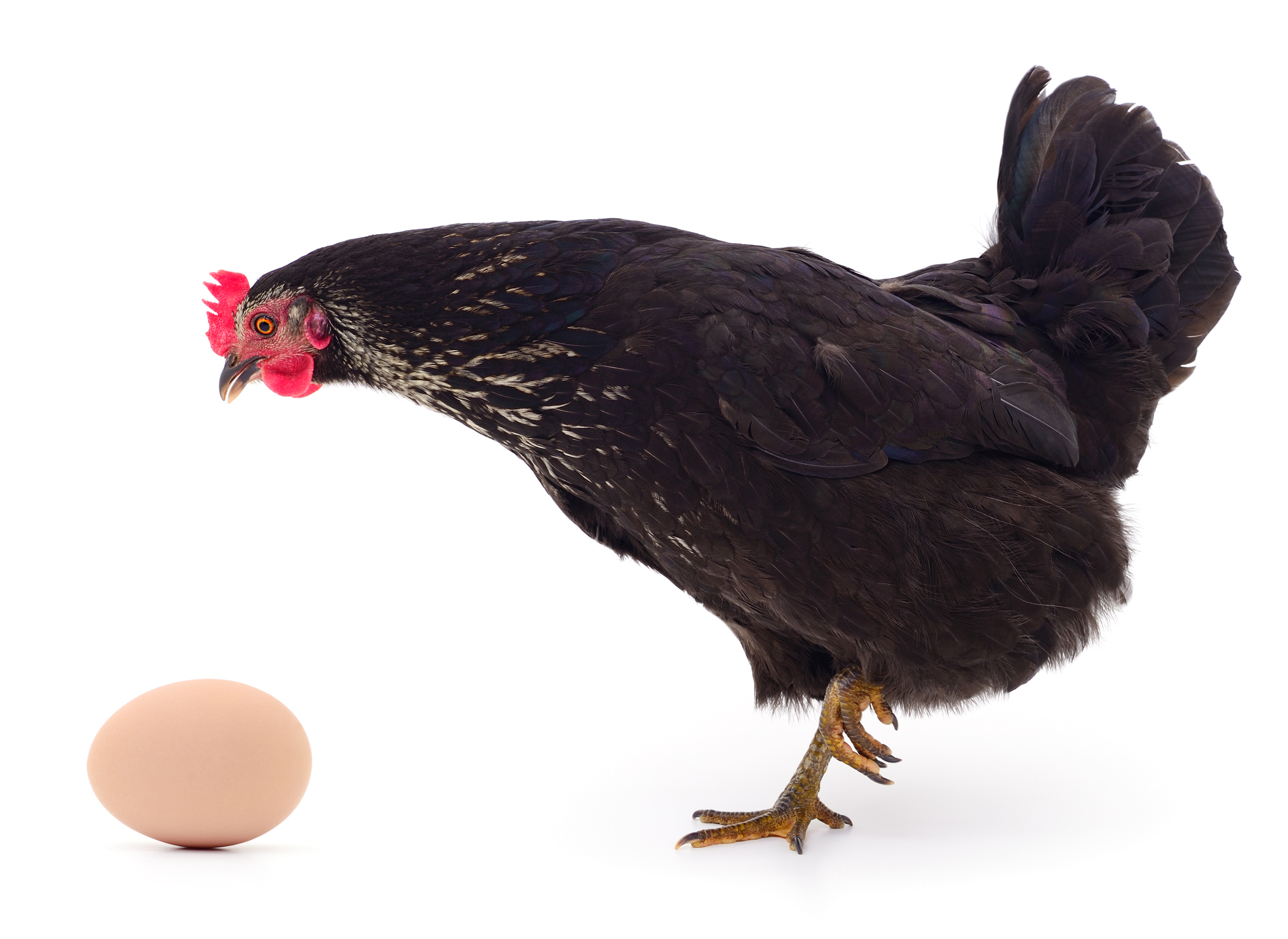 Why Cal-Maine Foods stock just cracked