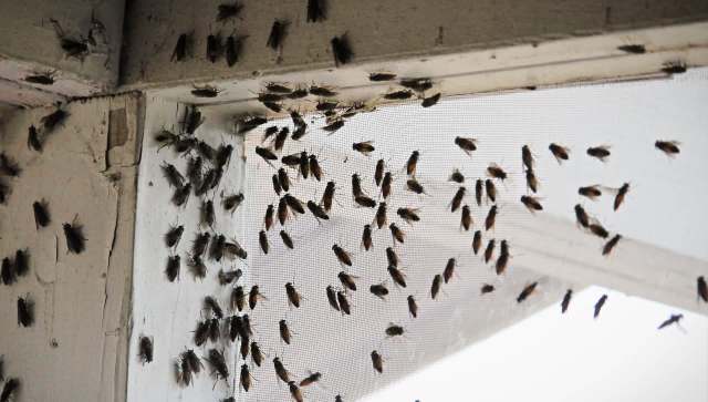 Black fly swarms overrun homes, food stalls, and daily life in India's Tamil Nadu