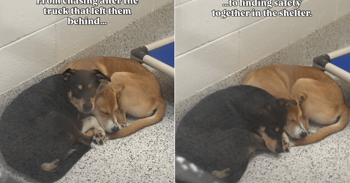 Dogs found chasing a truck that left them behind find comfort in each other