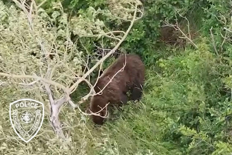 Drone footage of the brown bear seen near where the attack happened. Credit: Anchorage Police/YouTube