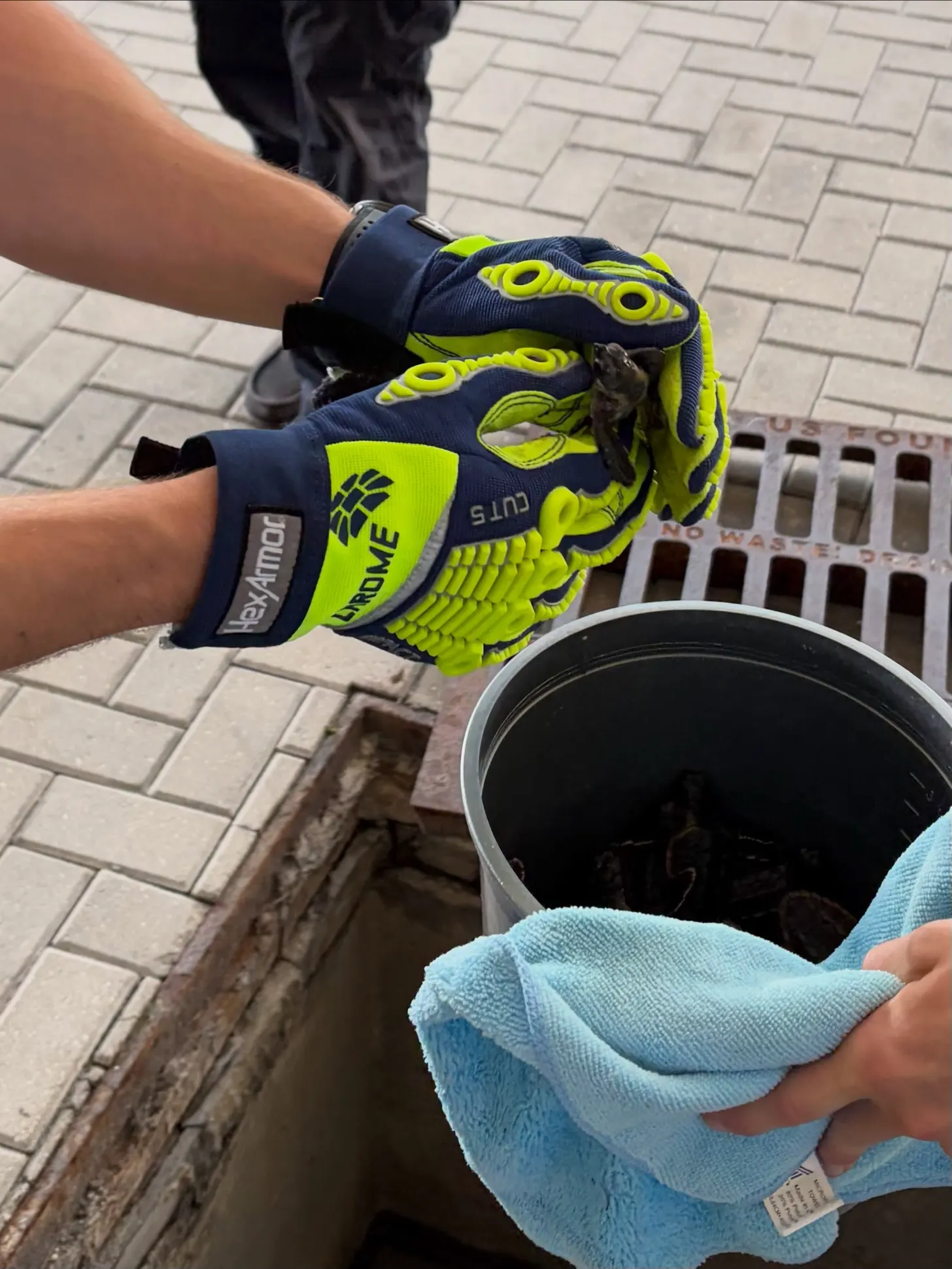 6a610952d1fbc289e589ca1f_6a6109500ca66a8735b4df7a_baby-sea-turtles-rescued-from-florida-storm-drain-body-2.webp
