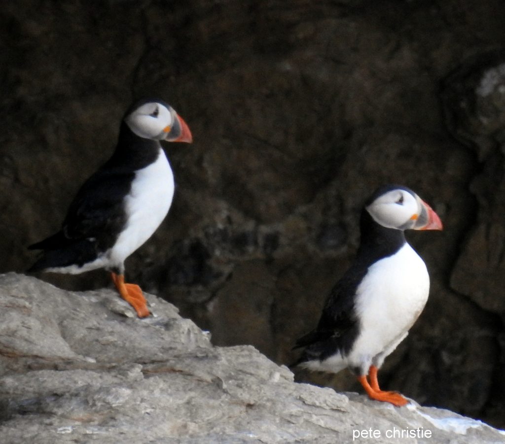 First puffin chick spotted in over 30 years at shore