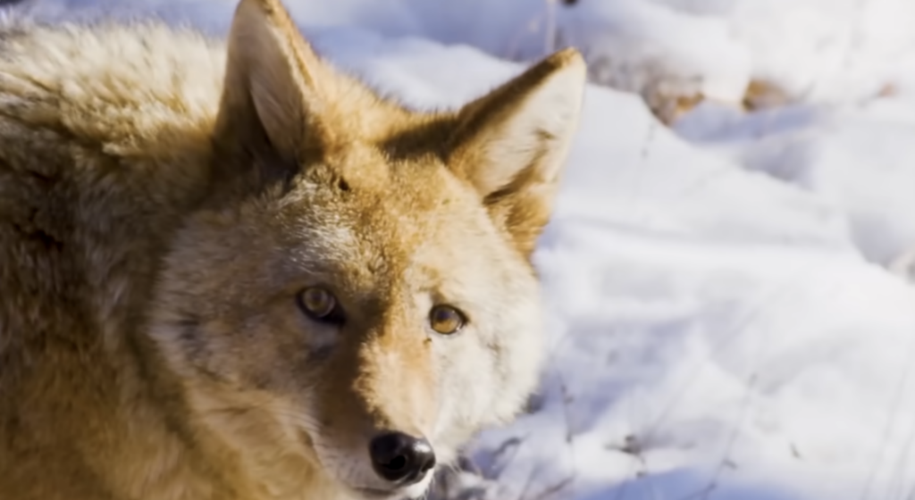 What to Do if a Rabid Coyote Comes Straight at You
