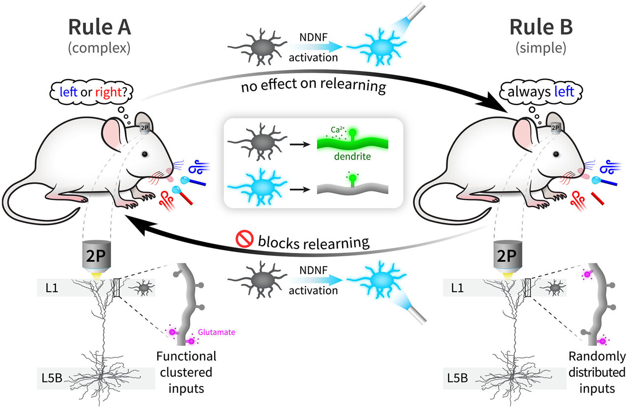 Dendrites and gatekeeper cells unlock flexible learning in mice, study finds
