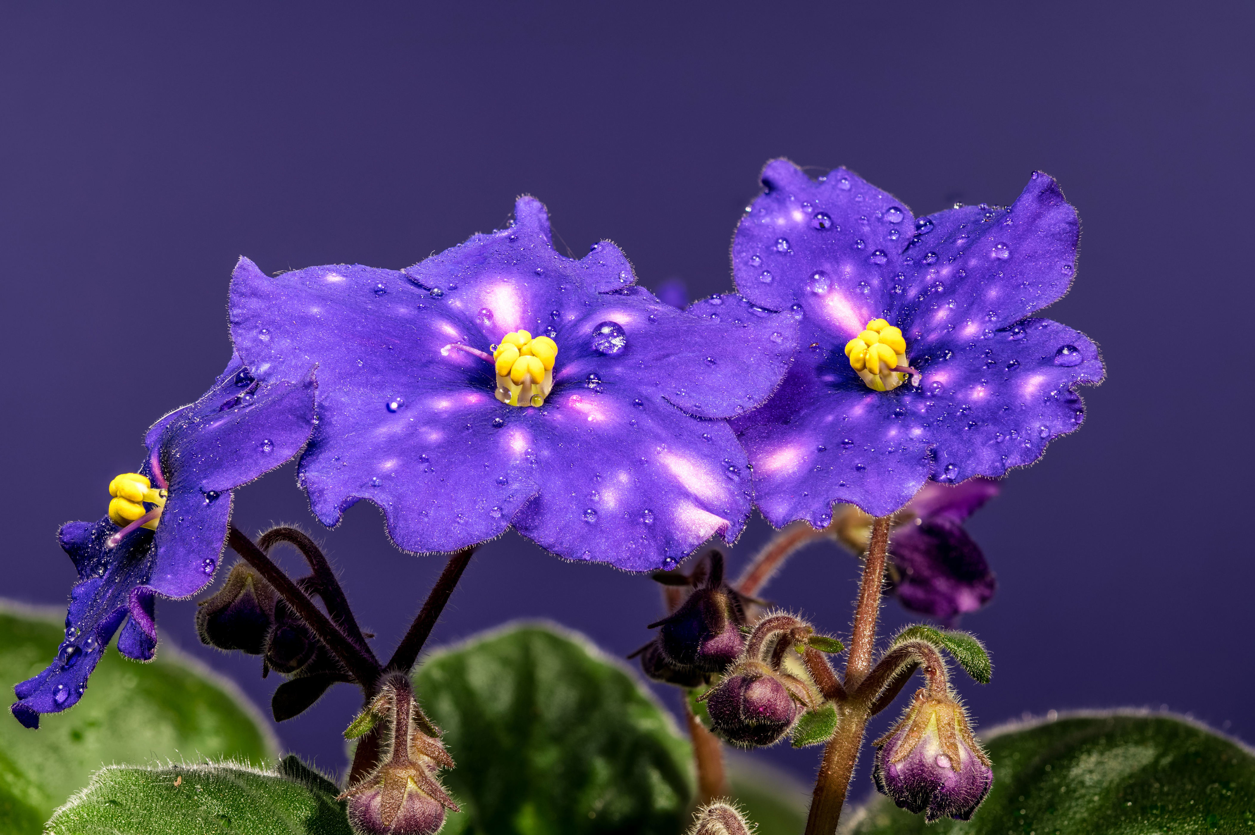 The petals of an African violet plant are soft to the touch.
