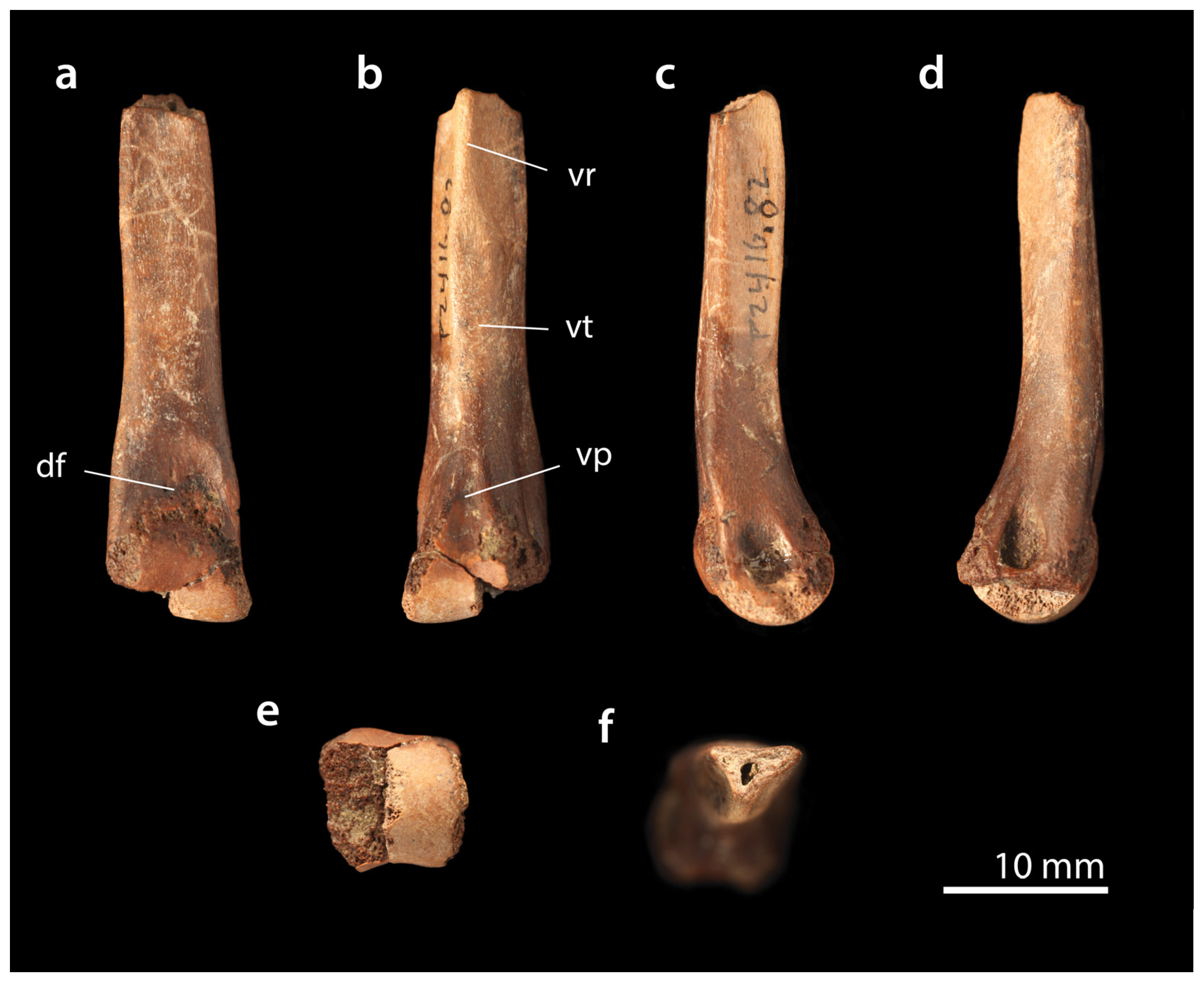 First-known foot bone of a baby T rex discovered among museum collections