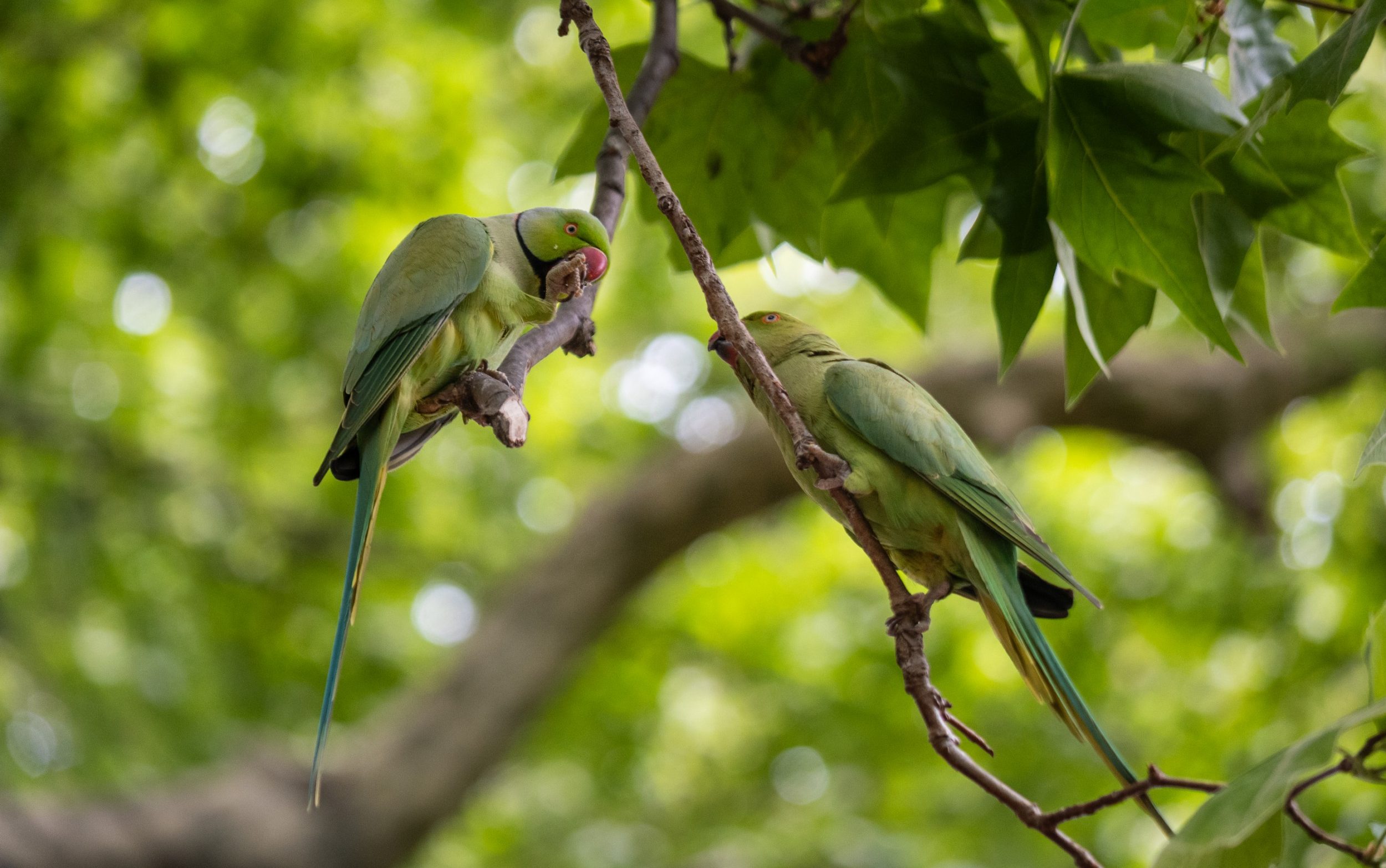 A pair of parakeets in St James's Park in London