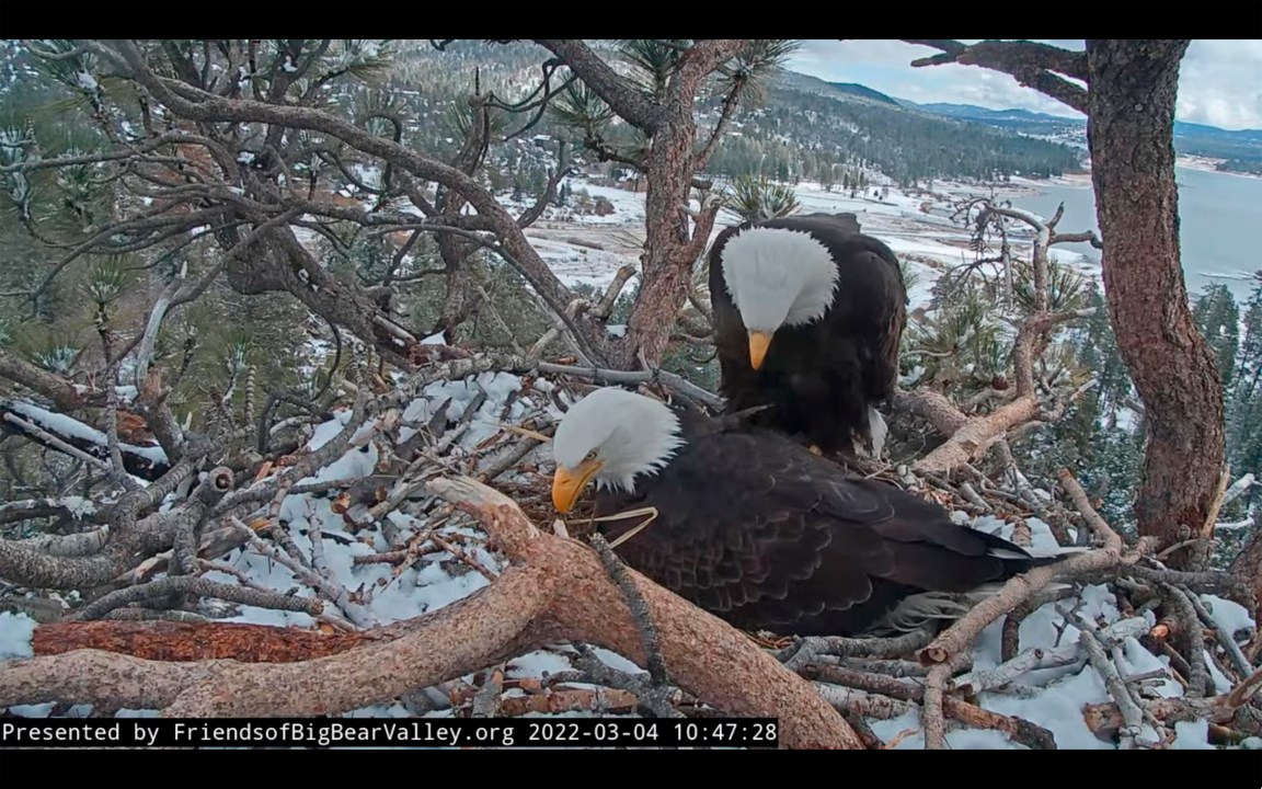 Pair of bald eagles named Jackie and Shadow watch over their eggs