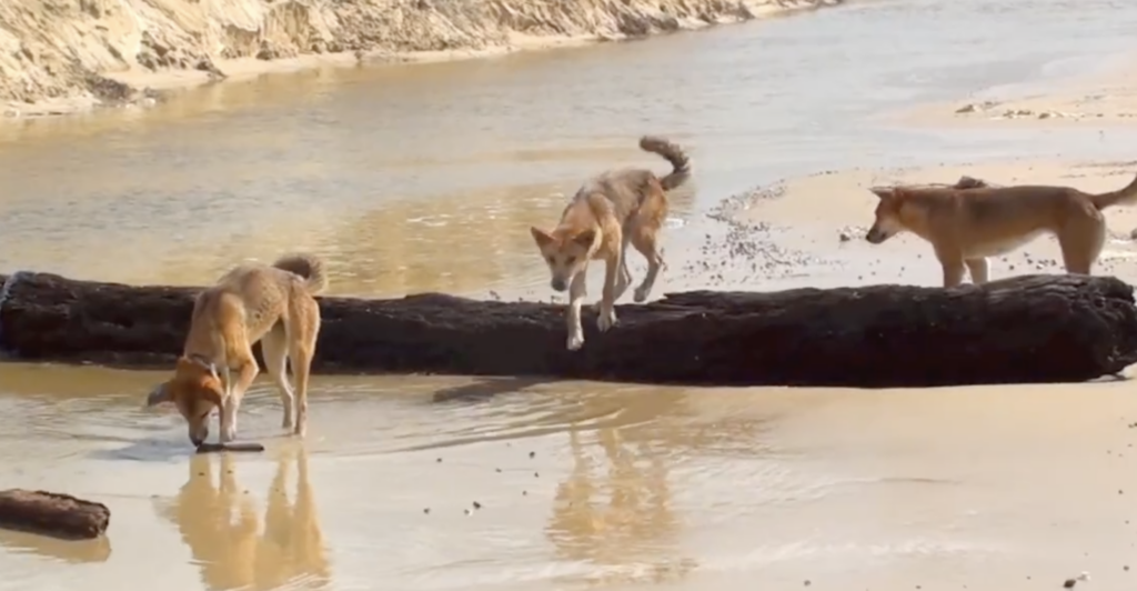 What to Do the Moment a Dingo Comes at You
