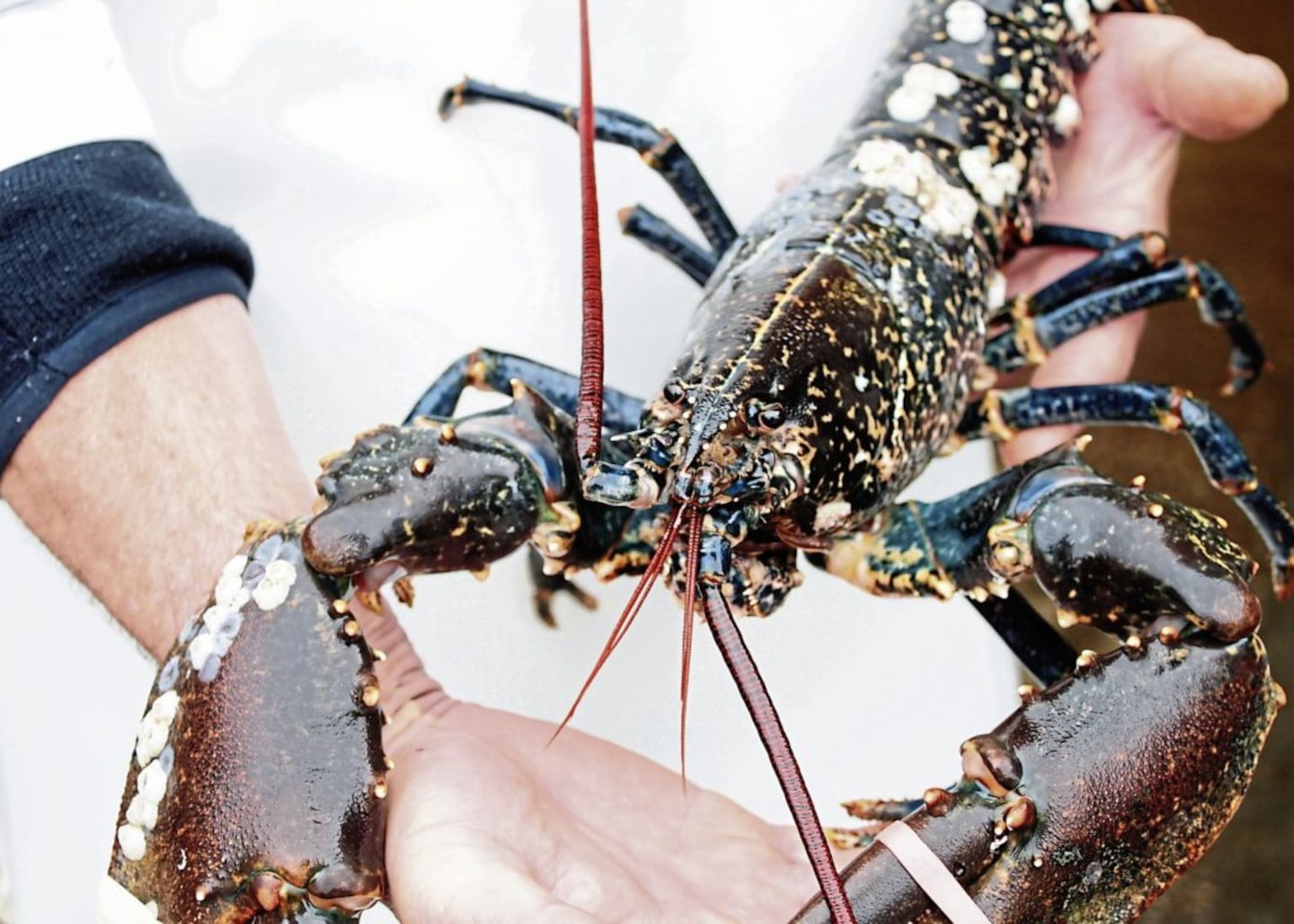 Call for law on boiling lobsters alive in Northern Ireland to be clarified amid warning ‘inhumane’ practise already illegal