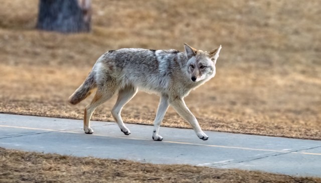 Washington police warn of rising coyote activity after one jumps fence, snatches small dog