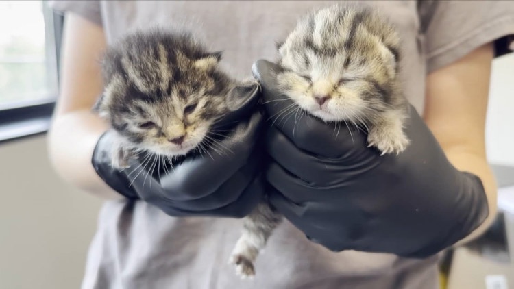 Brandywine Valley SPCA seeks adopters as it prepares to welcome displaced Texas pets