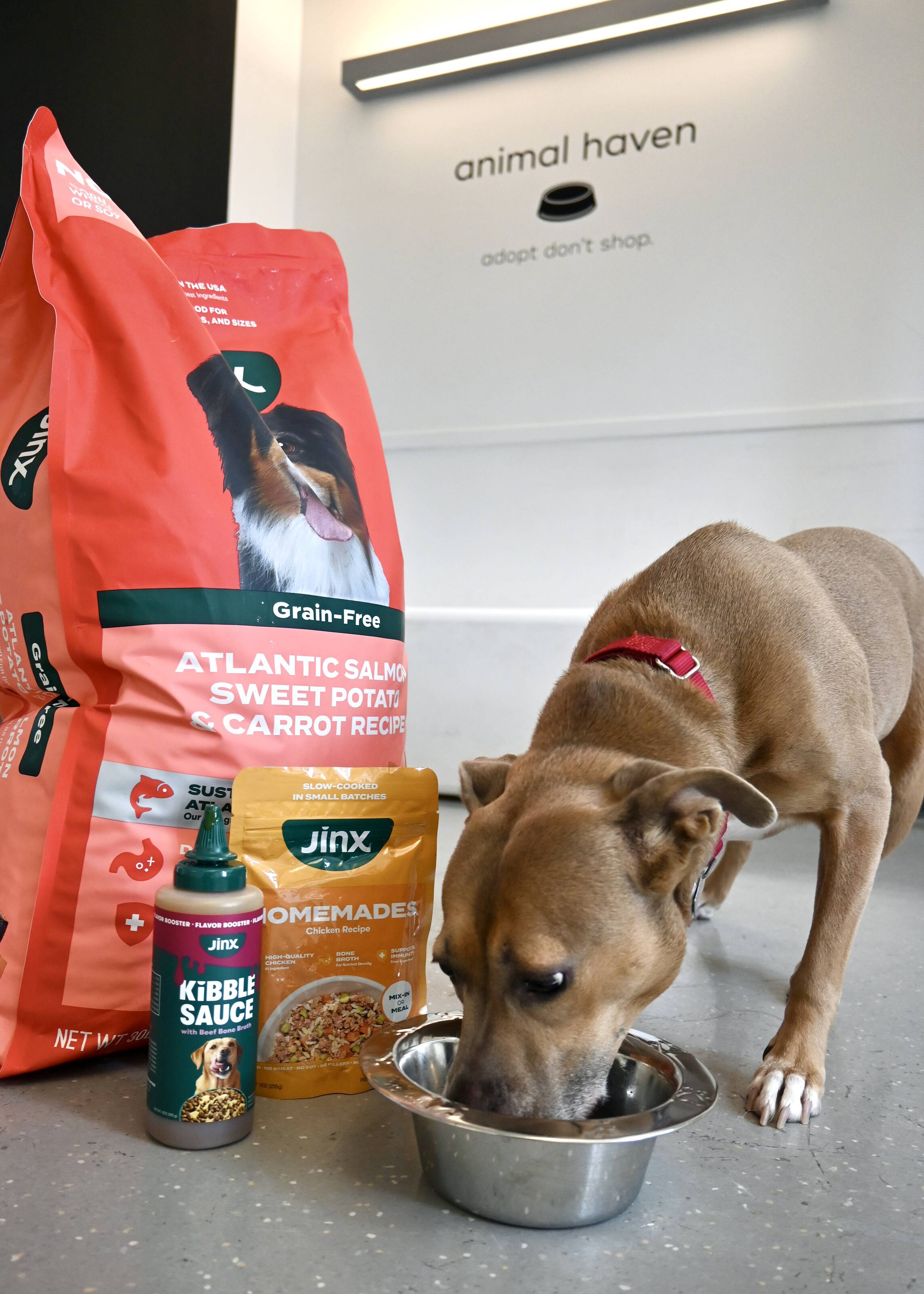 These Adoptable Pups Found Their Perfect Diet — Now They Need Their Perfect Home