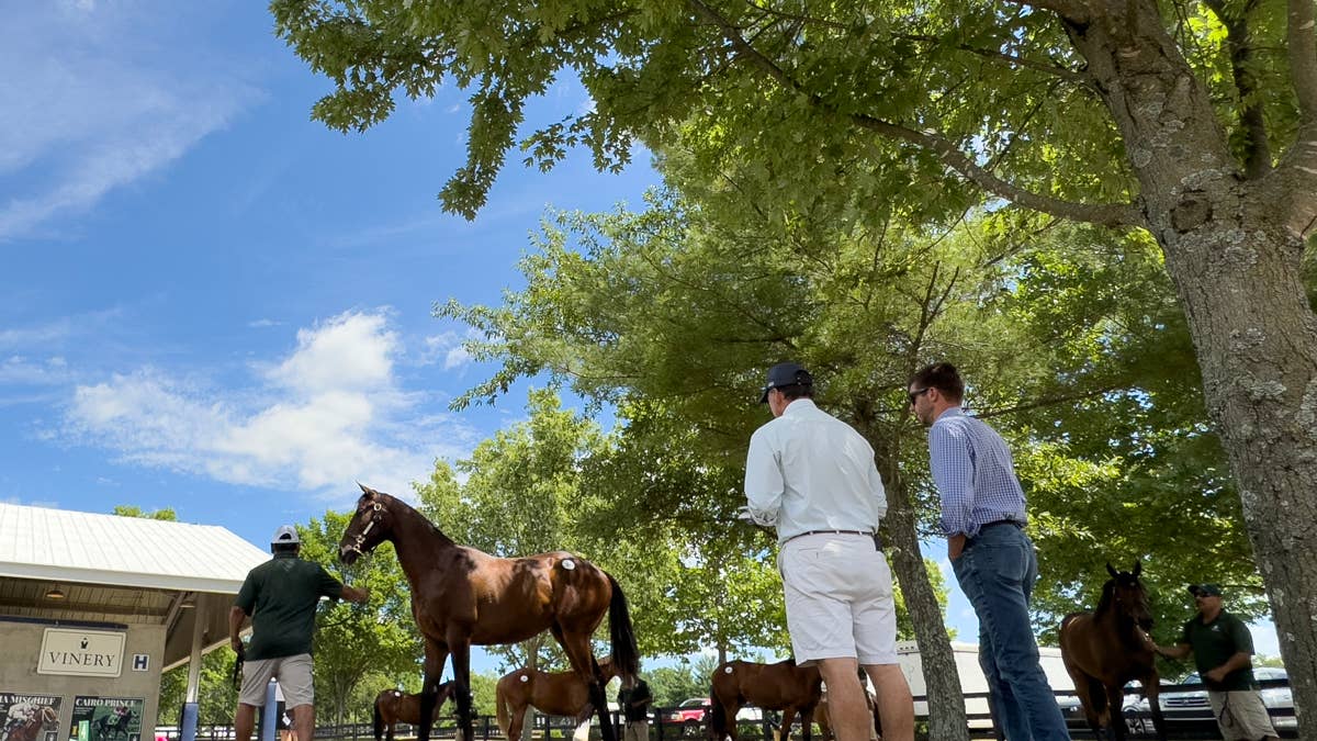 TOBA to host pedigree & conformation clinic at Fasig-Tipton in Lexington on October 19