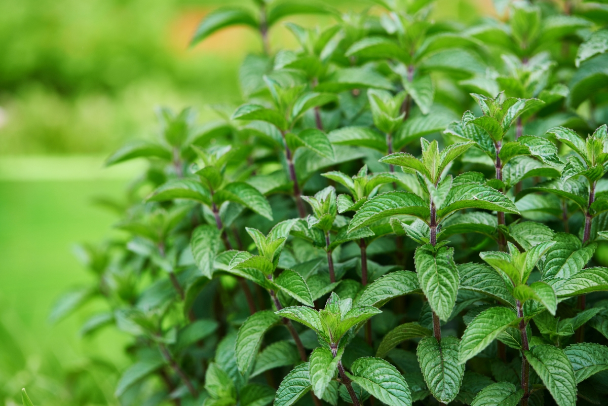 Photo: iStock