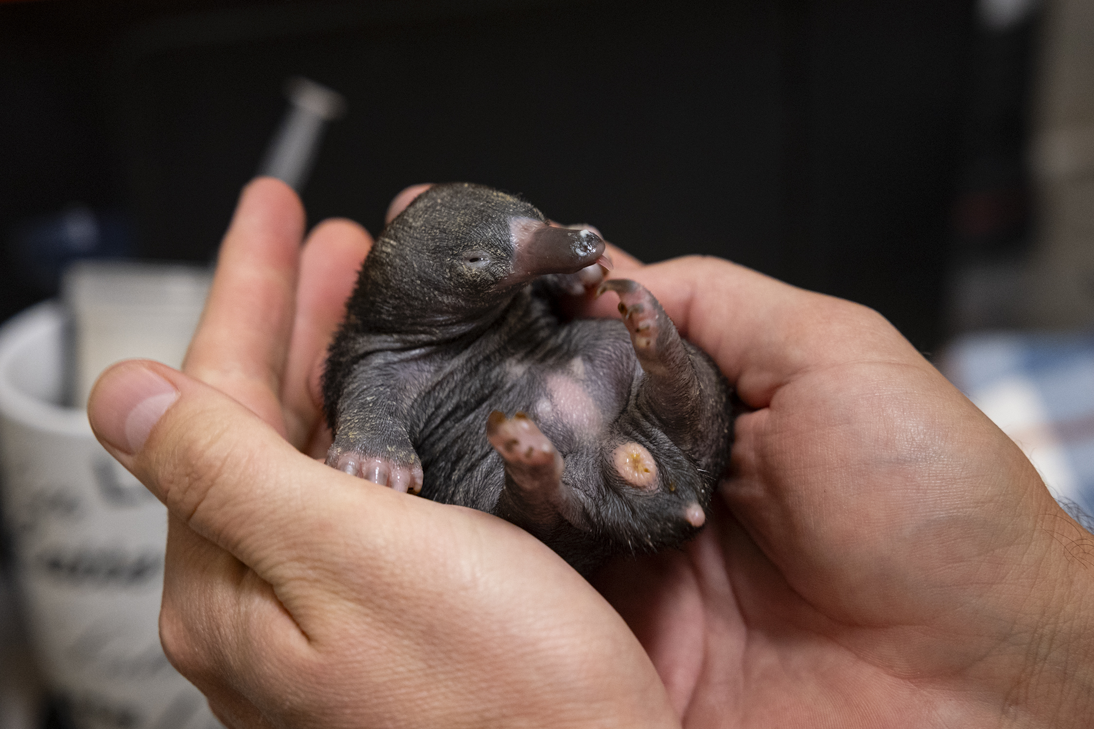 Double puggles: See the adorable 'twin' echidnas born at the San Diego Zoo Safari Park